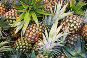 GEPA supports importers with 11.3 million pineapple suckers