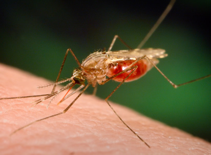 WHO launches effort to stamp out malaria in 25 more countries by 2025