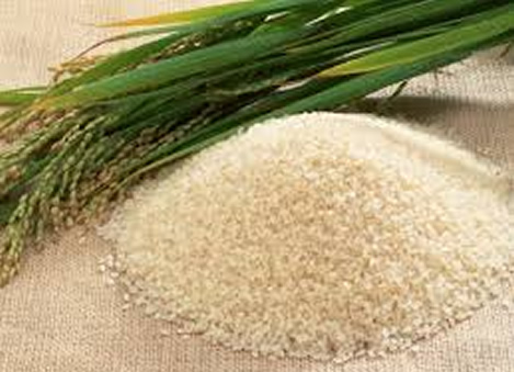 CSIR develops improved climate smart rice varieties 