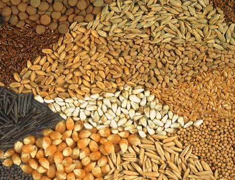 Stakeholders launch Seed Demand Forecasting Tool in Ghana