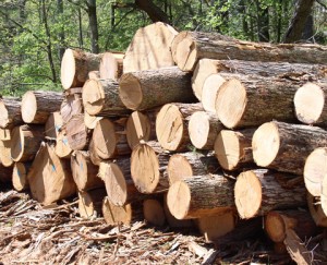 Forestry Commission develops Xylotrom Wood App to increase timber revenue  