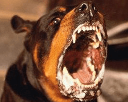 Rabies kills six people in Bono Region – VSD