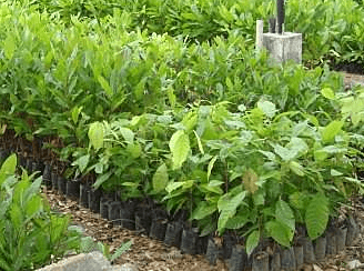 Cocoa seedling