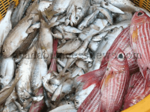 Ghana resolving EU threats over illegal fishing