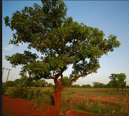 Shea tree
