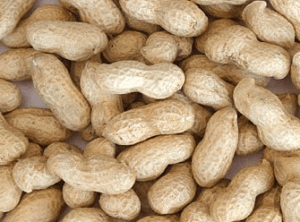 Northern sector produces 85% of Ghana’s groundnuts