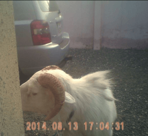 Sheep
