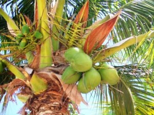 Ghana to host International Coconut Day