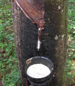 Feasibility studies to cultivate rubber in Kumasi underway