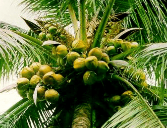 Bono East produces more than 4,942 metric tons of coconut annually – Minister