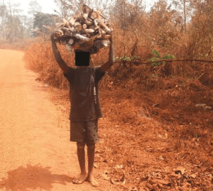A boy carrying firewood home during school hours