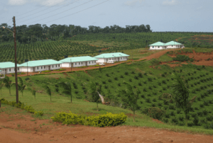 bidco-plantation-Uganda