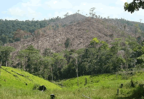 Illegal chainsaw operators and developers depleting mythical Dodowa Forest