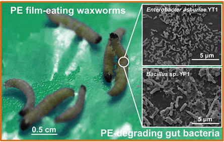 Worm discovered to biodegrade polythene