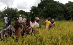 Assin North to prioritize rice cultivation this year