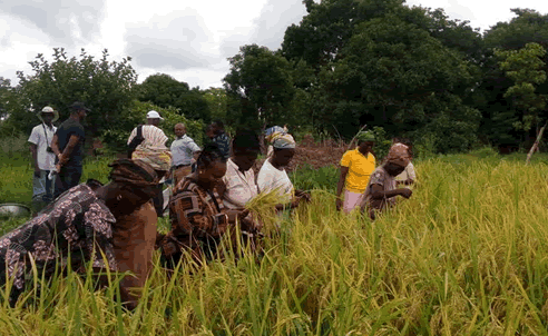 USAID-Ghana rice project promoting food security, incomes in Upper West Region