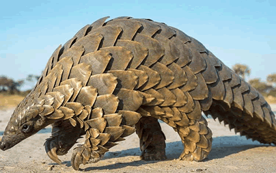 NACOB arrests agent for exporting Pangolin scales