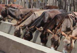Killing of donkeys on the increase in the northern sector – DONYAEPA