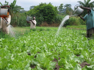 Africa requires commercial agriculture to address food insecurity