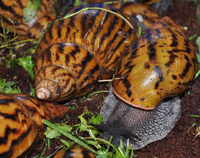 Ghanaians urged to increase the rearing of snails