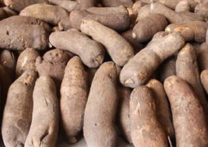 CSIR wants government to establish ‘Quality Seed Yam’ system