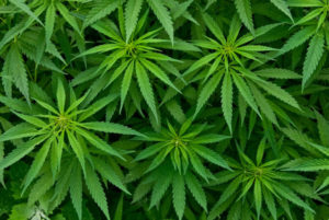 Narcotic Commission unhappy about cannabis cultivation in Tain