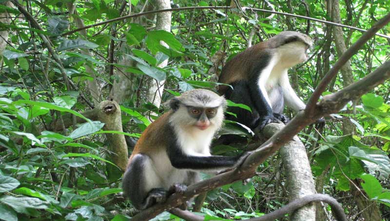 Tafi Atome Monkey sanctuary seeks support to construct recreational facilities
