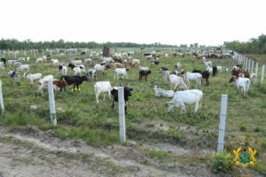 Afram Plains cattle ranch helping to end clashes – President