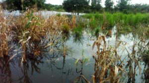 Find permanent solution to annual flooding in northern Ghana – Yoo Naa