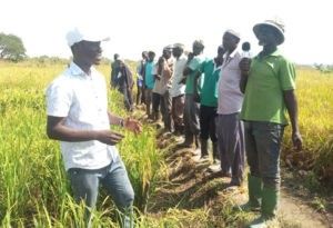 CSIR-Scientists introduce three improved rice varieties to farmers