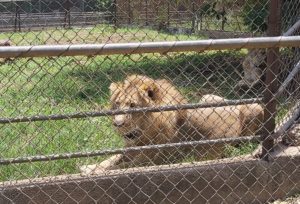 Kumasi Zoo to start rationing meat for feeding carnivores