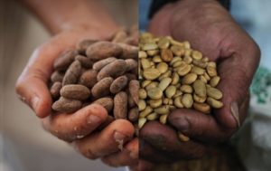 Fairtrade introduces new cocoa and coffee certification to boost income of farmers