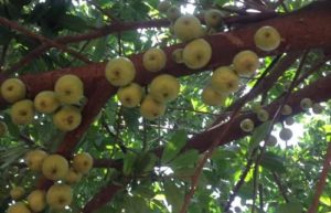 Wiamoase “wonder” tree not an apple – Crop Scientists