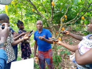 Cocoa farmers urge government to intensify fight against illegal mining