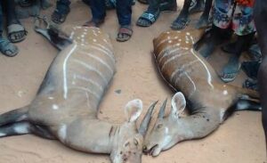 Kokomba warriors kill human attacking antelopes