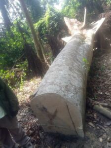Awutu Traditional Area calls for protection of Aprah Hill Forest
