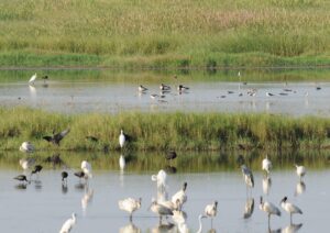 The Sakumo Ramsar Site birds’ habitat is dying