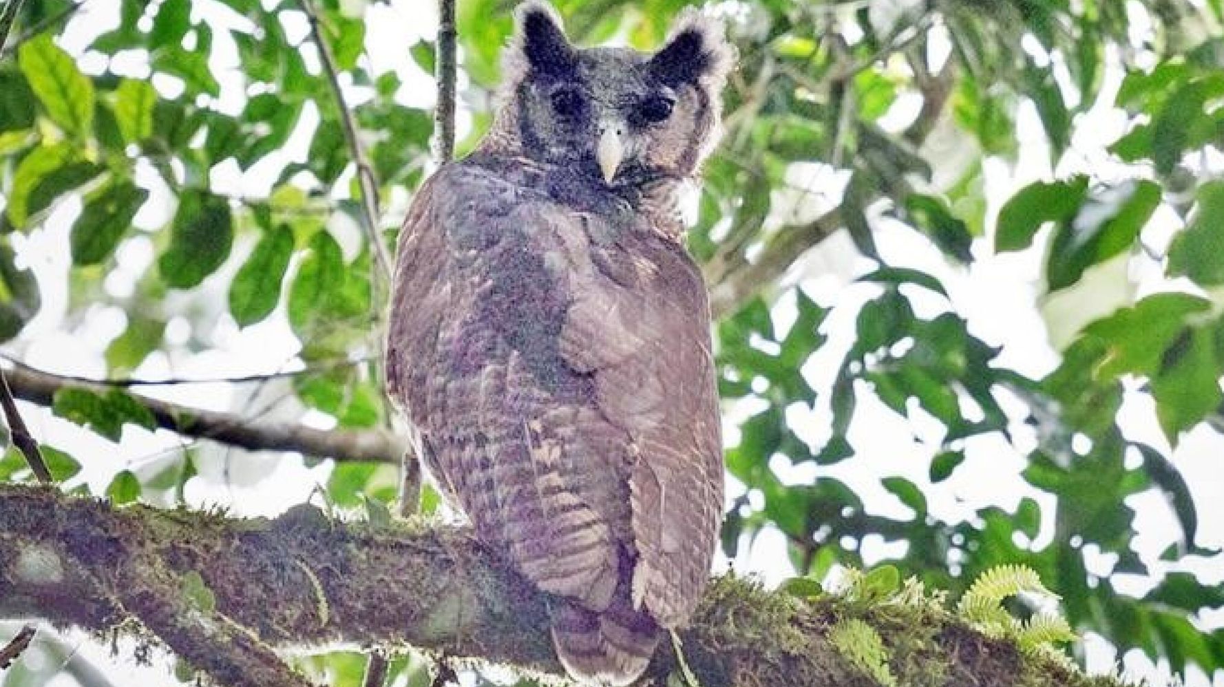 Shelley’s Eagle-Owl