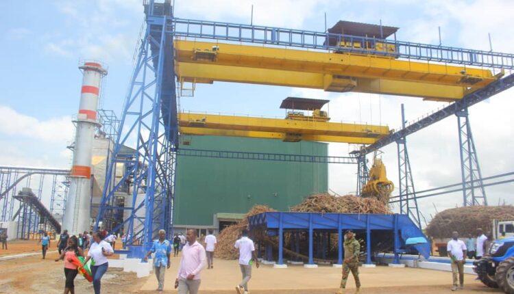 Komenda Sugar Factory_cane