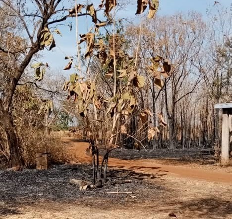 Wildfires destroy food crops in North-East Region