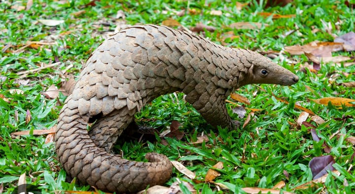 Kumasi Zoo releases rescued ‘black bellied’ pangolin to nature