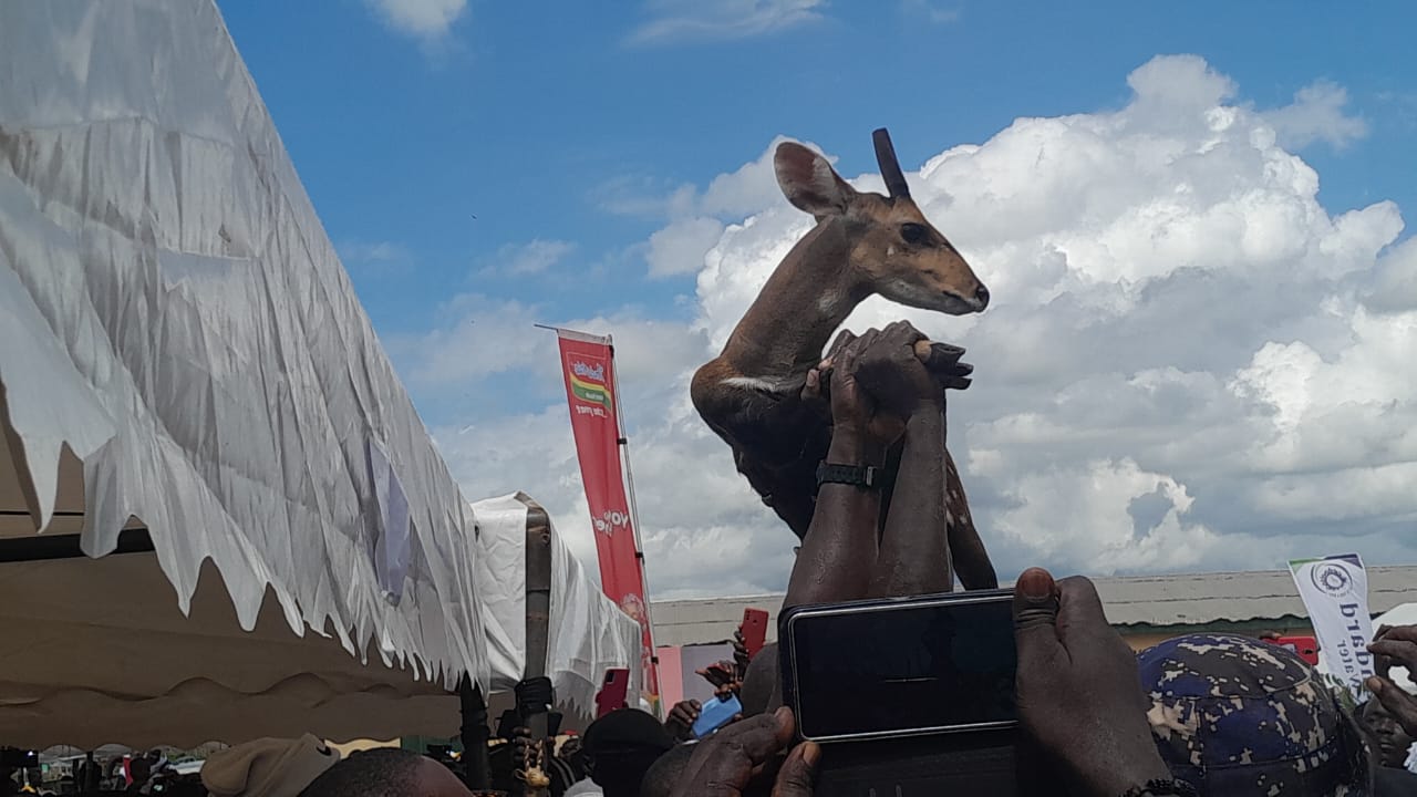 Asafo warriors capture two deers to climax 2023 Aboakyer Festival