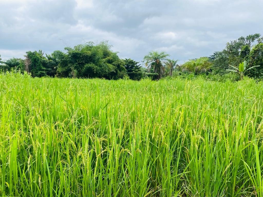 CSIR-CRI new integrated pest management technology boost rice production 