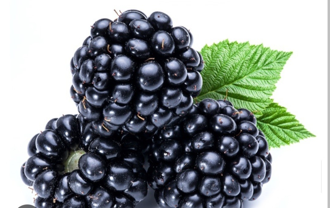 Regular eating of blackberries may boost brain health – Nutritionist 