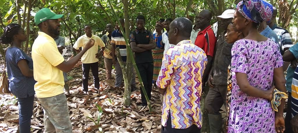 Cocoa farmers urged to prioritize pruning to help increase crop yield