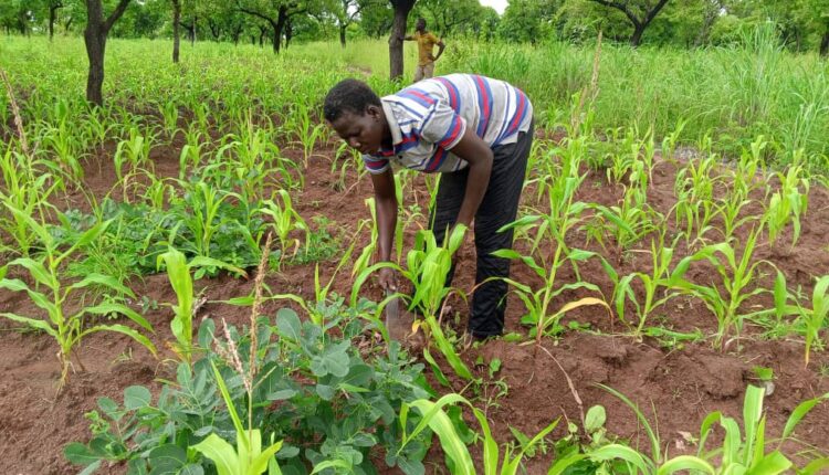 Feature Climate Adaptation