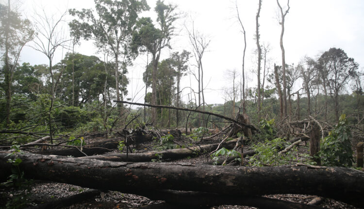 CCIJ-Rainforests-03