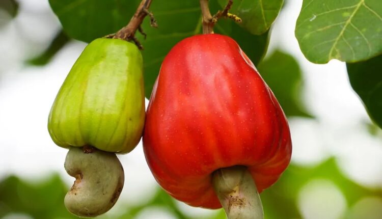 Cashew apples